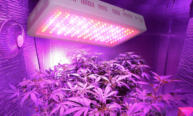 Best-Full-Spectrum-LED-Grow-Lights
