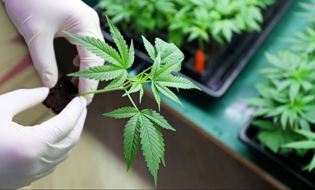 Beginners Guide To Growing Marijuana Indoors