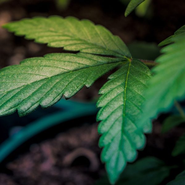 Single Clones Online Clones Canada