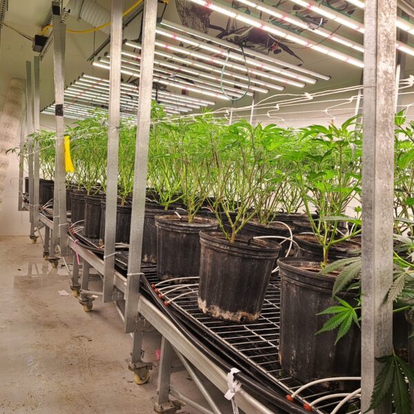 Single Clones Online Clones Canada