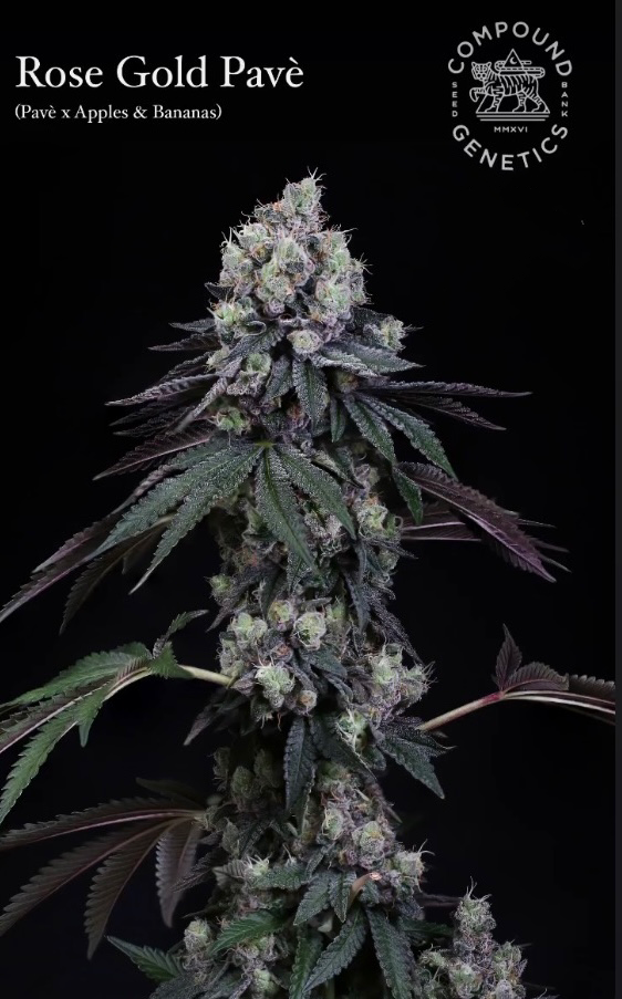 ROSE GOLD PAVE Compound Online Clones Canada