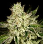 Duck Tape  Archive Seed Bank