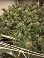 Duck Tape  Archive Seed Bank - Image 3