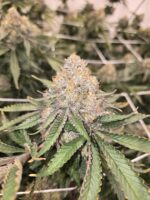 Heady Og Mendo Dope Farms - Image 2