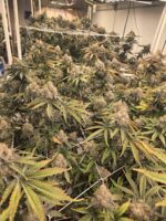 Killer Chimera Right Hemisphere Genetics - Image 2