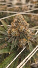 Killer Chimera Right Hemisphere Genetics - Image 4