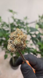 Honey Dew Melon Doja - Image 2