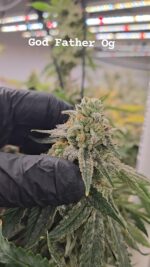 God Father Og - Image 2